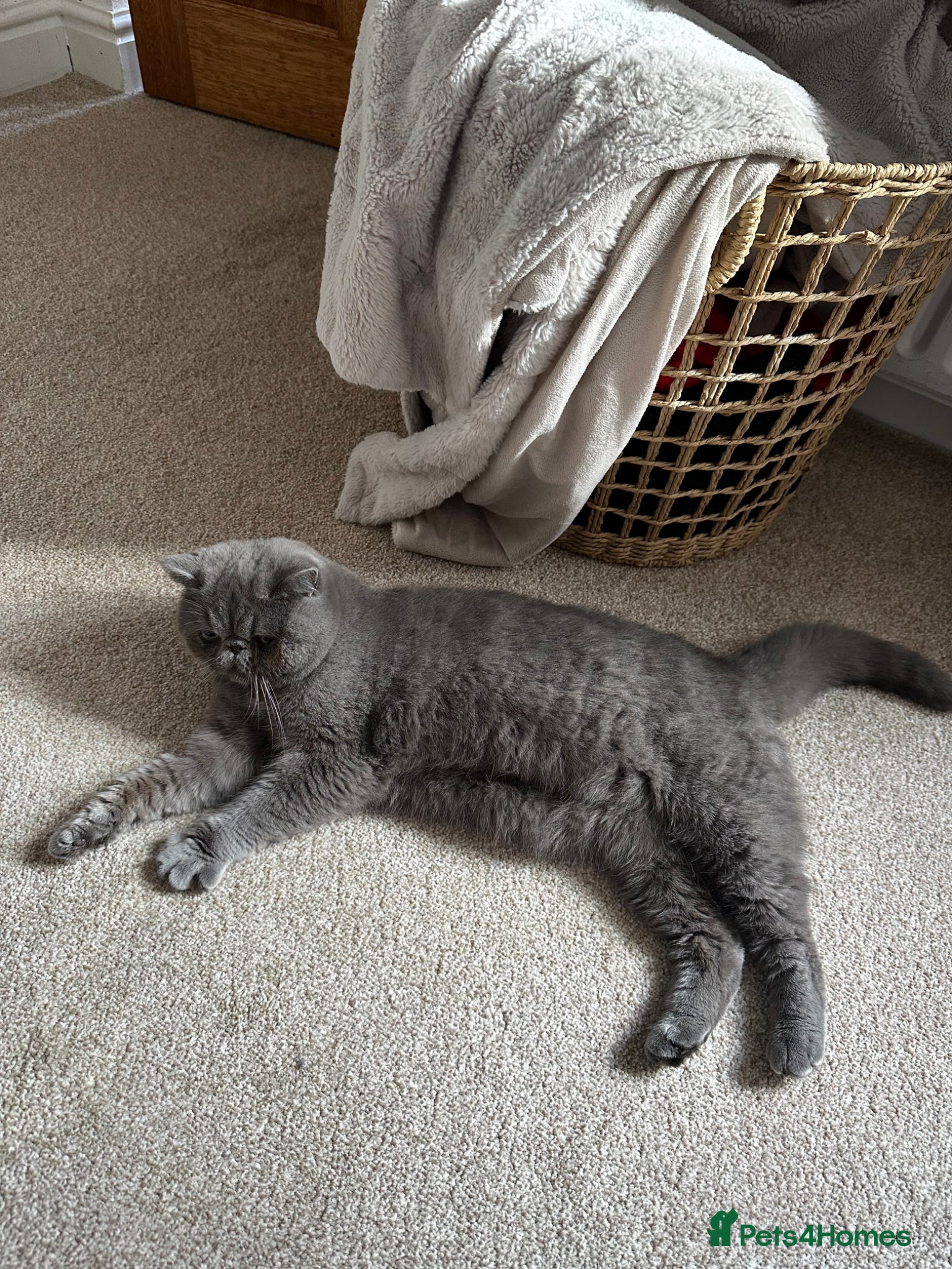 Exotic cats for sale: Baloo is looking for a new home  - Advert 2