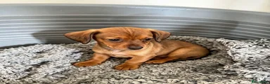 Mixed Breed 3