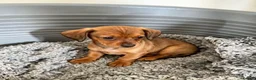 Mixed Breed dogs for sale: Pomeranian cross miniature dachshund.  - Advert 2