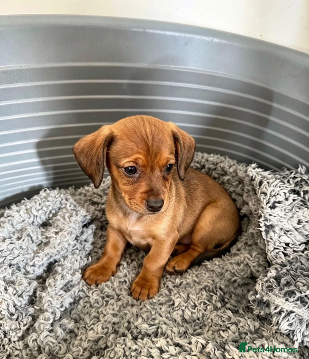 Mixed Breed dogs for sale: Pomeranian cross miniature dachshund.  - Advert 2