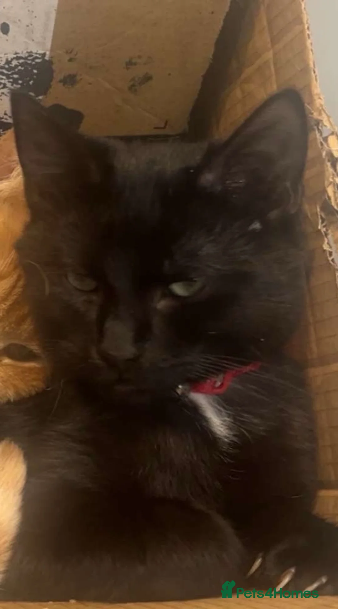 Mixed Breed cats for sale: Nuka-Cola - Advert 2