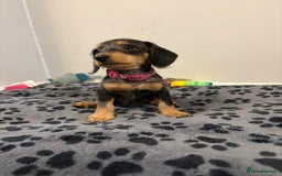 Mixed Breed dogs for sale: dixie pop puppies for sale - Image 18