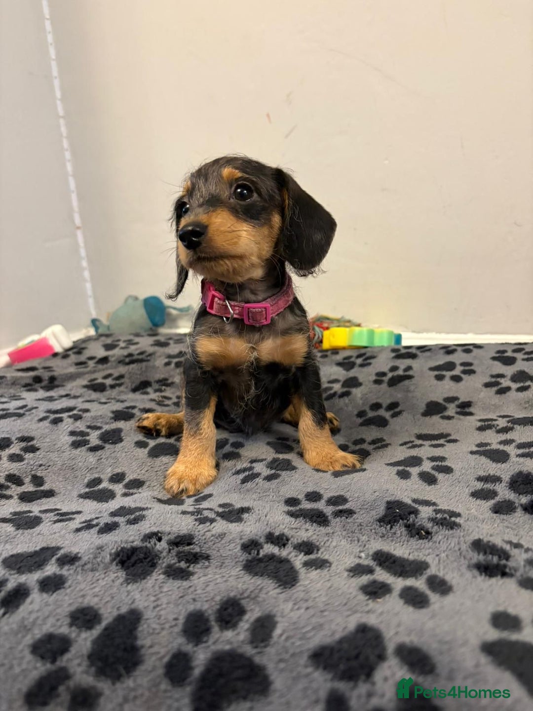 Mixed Breed dogs for sale: dixie pop puppies for sale - Image 18