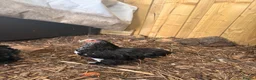 Chickens poultry for sale: Pekins , silkie and kaki campbell ducks - Advert 6
