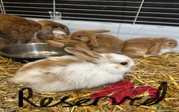 Mini Lop rabbits for sale: Mini lop babies for sale. Ready October 18th - Image 3