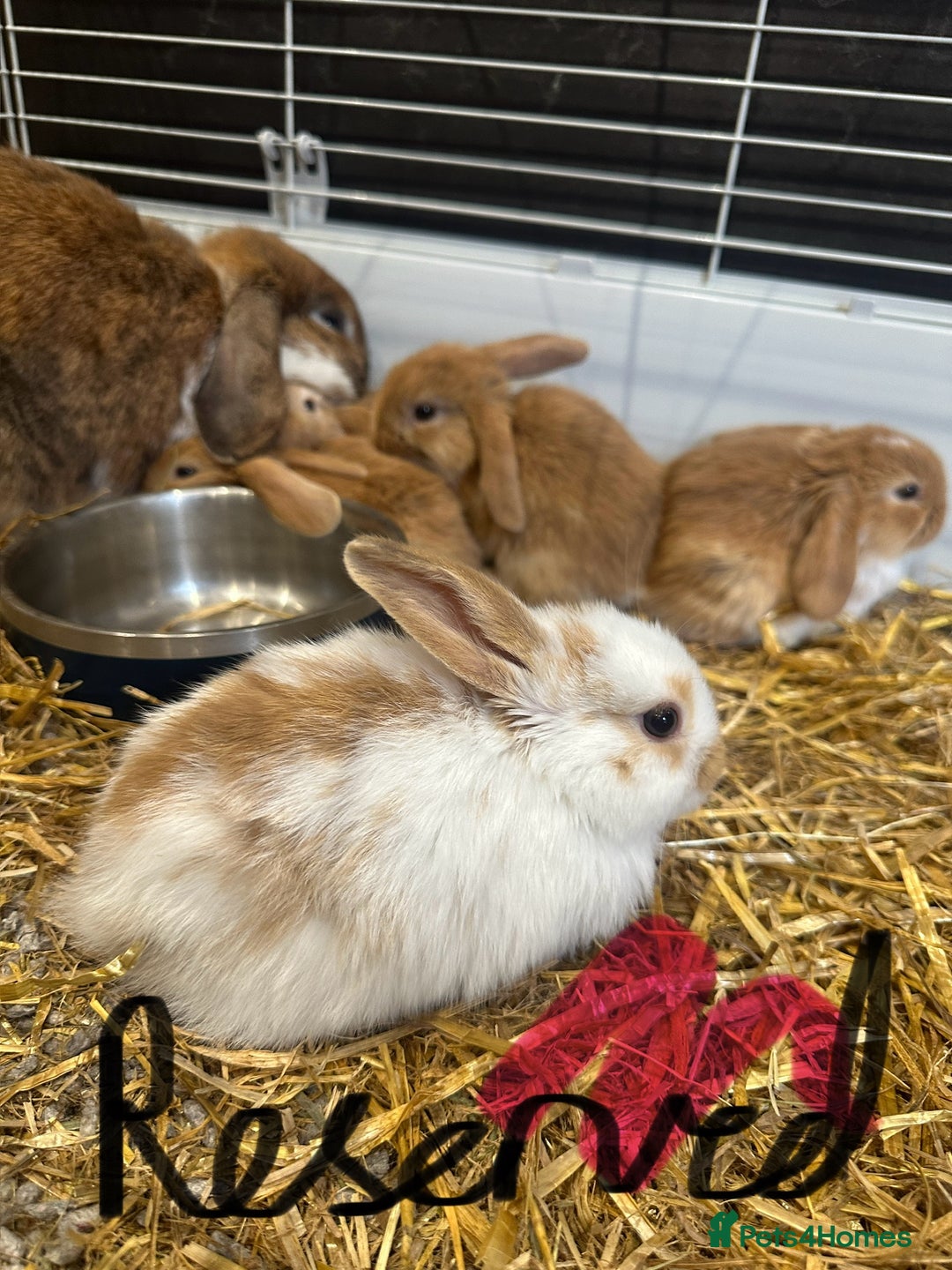 Mini Lop rabbits for sale: Mini lop babies for sale. Ready October 18th - Image 3