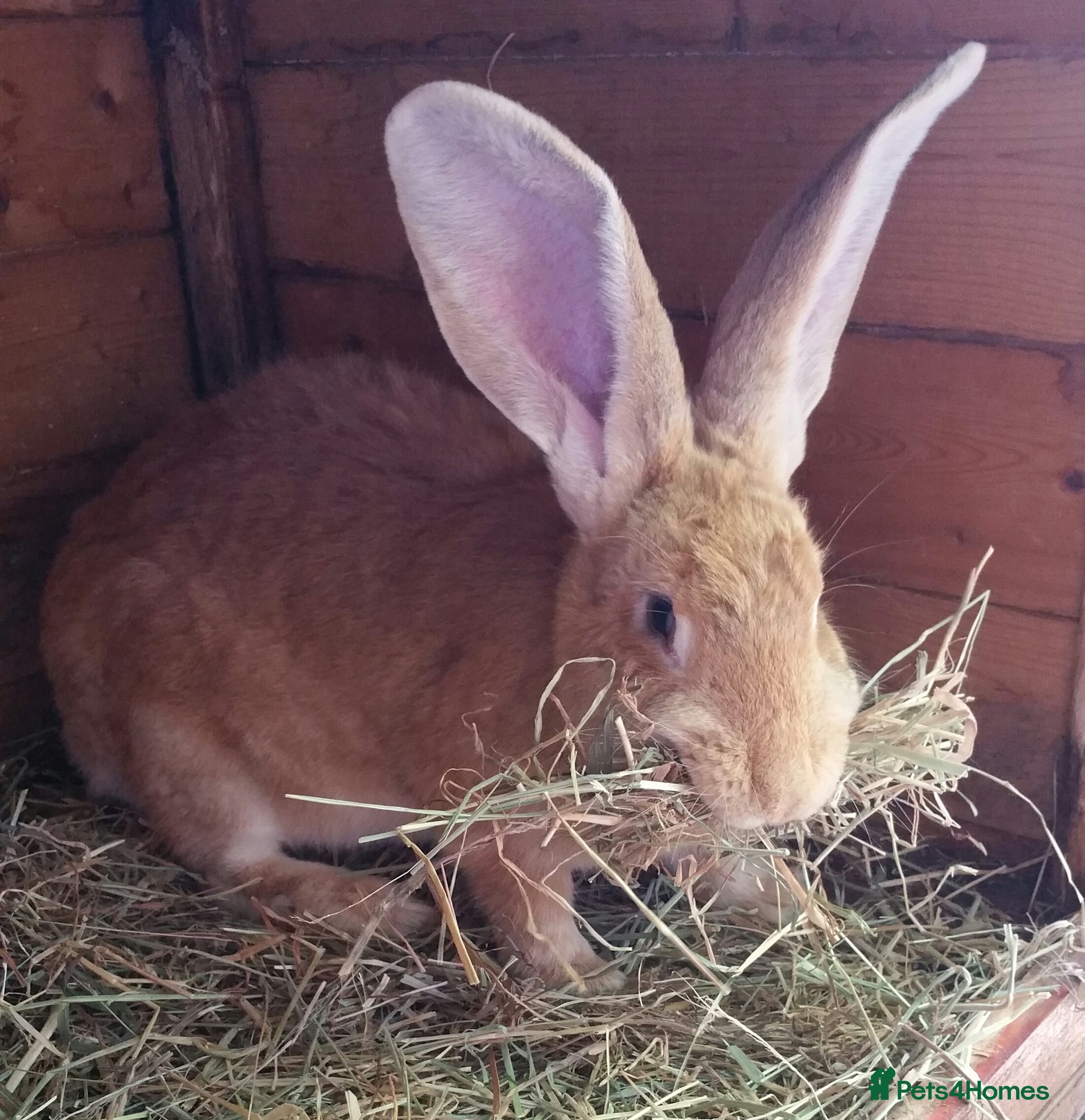 Continental Giant rabbits Pure Continental Giants  VACCINATED 3 in 1 Reserve - Advert 1