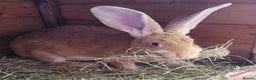 Continental Giant rabbits for sale: Pure Continental Giants  VACCINATED 3 in 1 Reserve - Advert 1