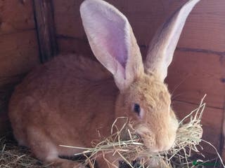 Continental Giant rabbits Pure Continental Giants VACCINATED 3 in 1 Reserve - Advert 2