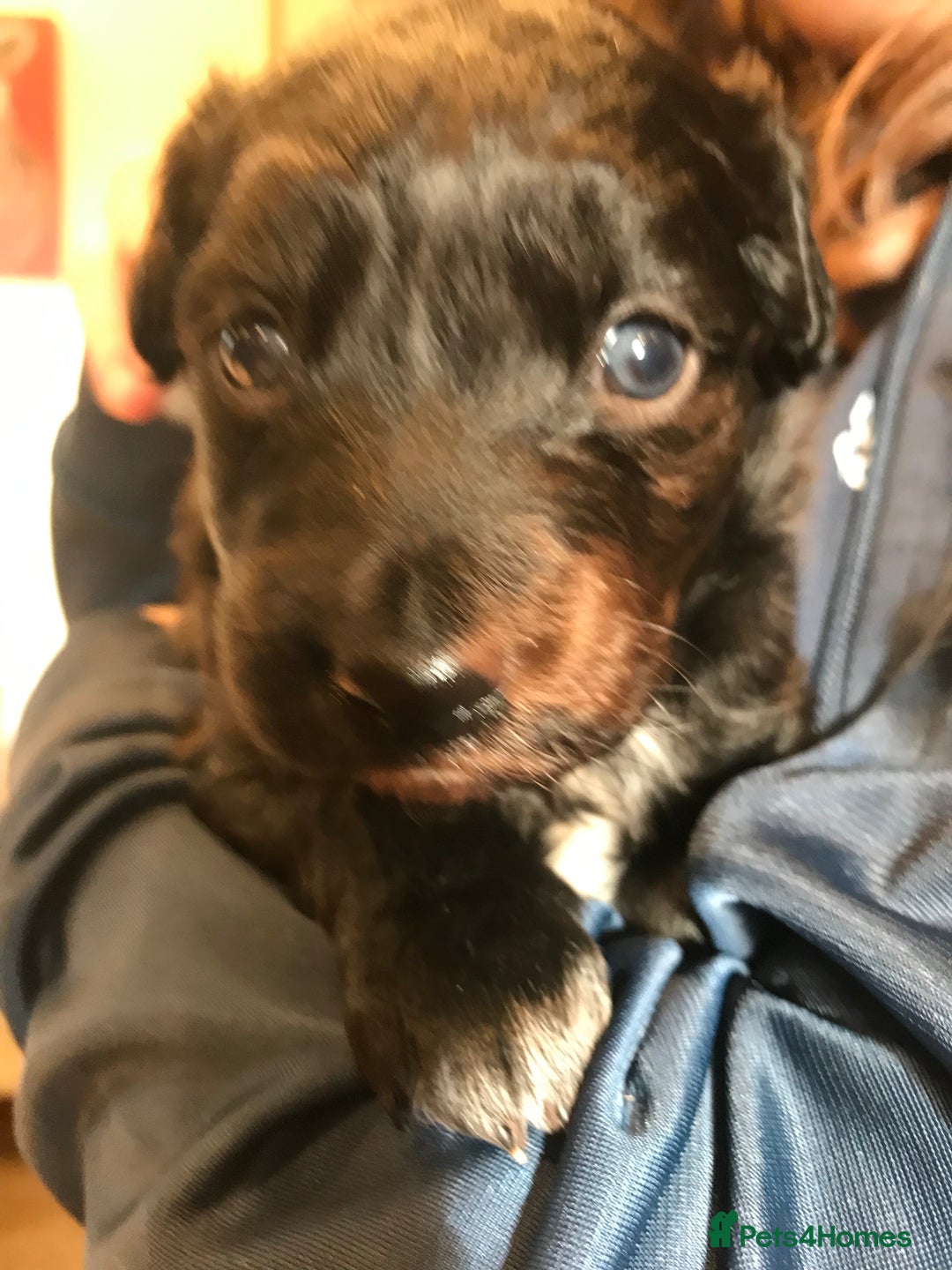 Mixed Breed dogs for sale: Collie x sprocker  - Image 5