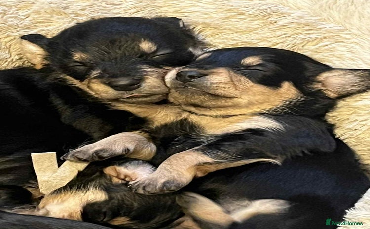 Mixed Breed dogs - Advert 3
