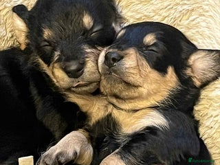 Mixed Breed dogs - Advert 4