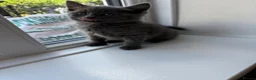 Mixed Breed cats for sale: Lovely kittens for sale in Morden - Advert 7