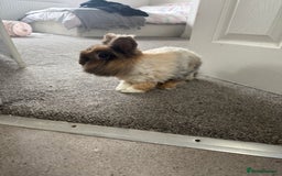 Lionhead rabbits for sale: Lionhead and double lion head  - Image 7