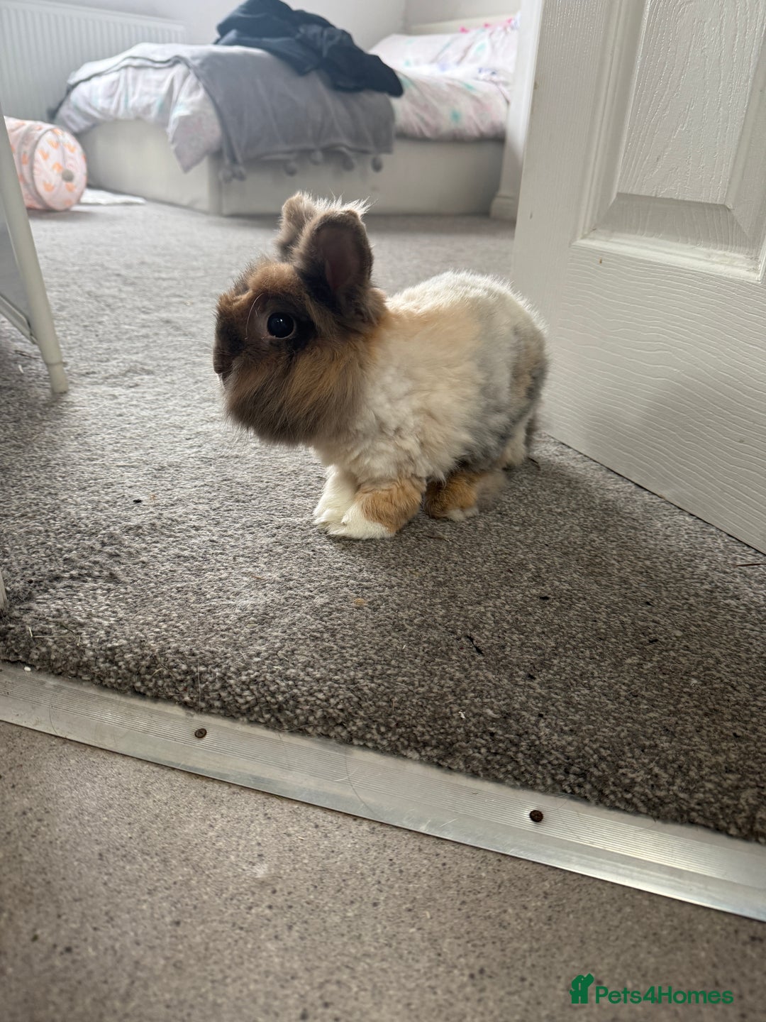 Lionhead rabbits for sale: Lionhead and double lion head  - Image 7