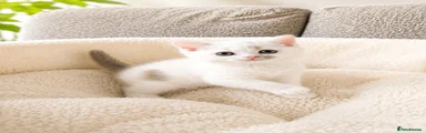 Kitten 2