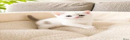 British Shorthair cats for sale: British Short Hair Kittens - Advert 5