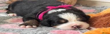 Bernese Mountain Dog 10