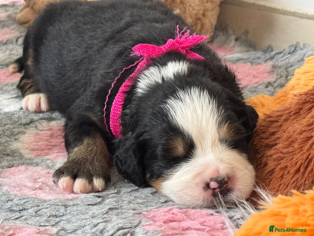 Bernese Mountain Dog dogs for sale: KC Registered Bernese Mountain Dog Puppies - Advert 37
