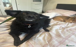 Mixed Breed dogs for adoption: Dagry - Norwich Norfolk  - Advert 14