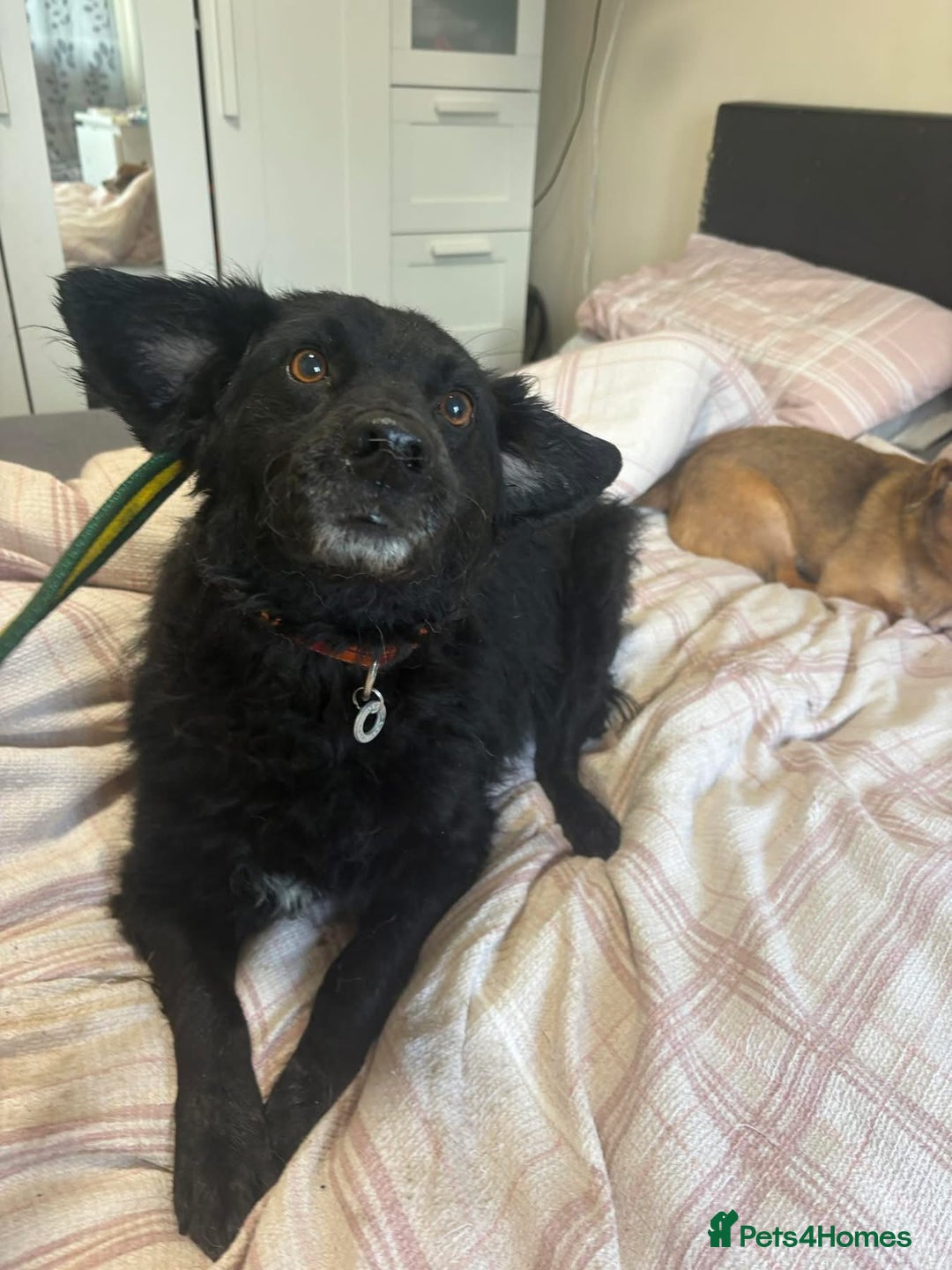 Mixed Breed dogs for adoption: Dagry - Norwich Norfolk  - Advert 14
