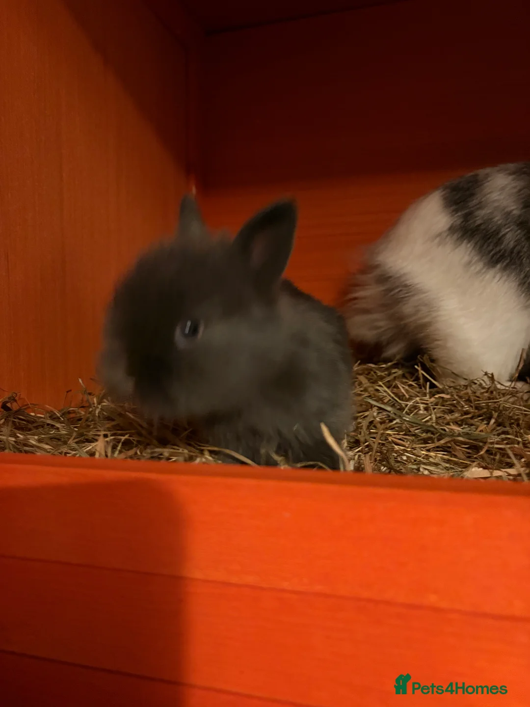 Mixed Breed rabbits for sale: Bunnies - Advert 4
