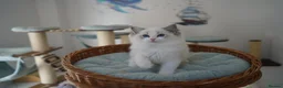 Ragdoll cats for sale: TICA register kittens - Advert 6