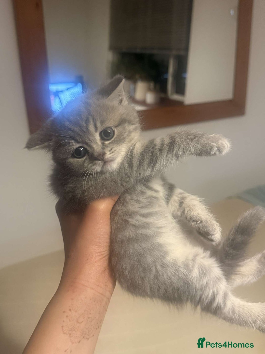British Shorthair cats for sale: RARE LILAC COLOURPOINT BRITISH SHORT HAIR KITTENS  - Image 10