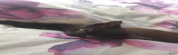 Ragdoll cats for sale: Ragdoll x tortoise shell - Advert 6