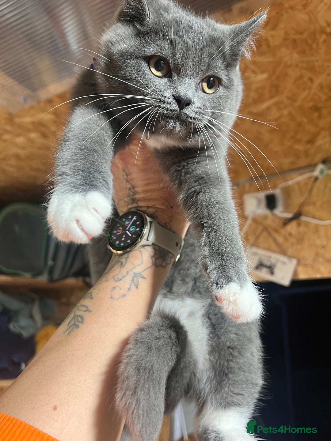 Ragdoll cats for sale: 😍Ragdoll&British Shorthair Mix😍 - Advert 2