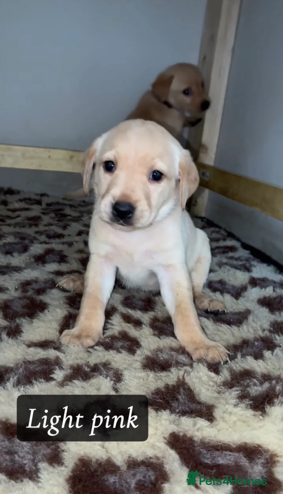 Labrador Retriever dogs for sale: 🐾 Exceptional KC Reg Labrador Puppies 🐾 - Advert 22
