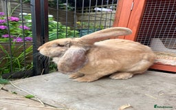 English Lop rabbits for sale: Flopsy English Lop, hutch and toys! - Image 3