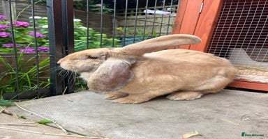 English Lop rabbits - Advert 3