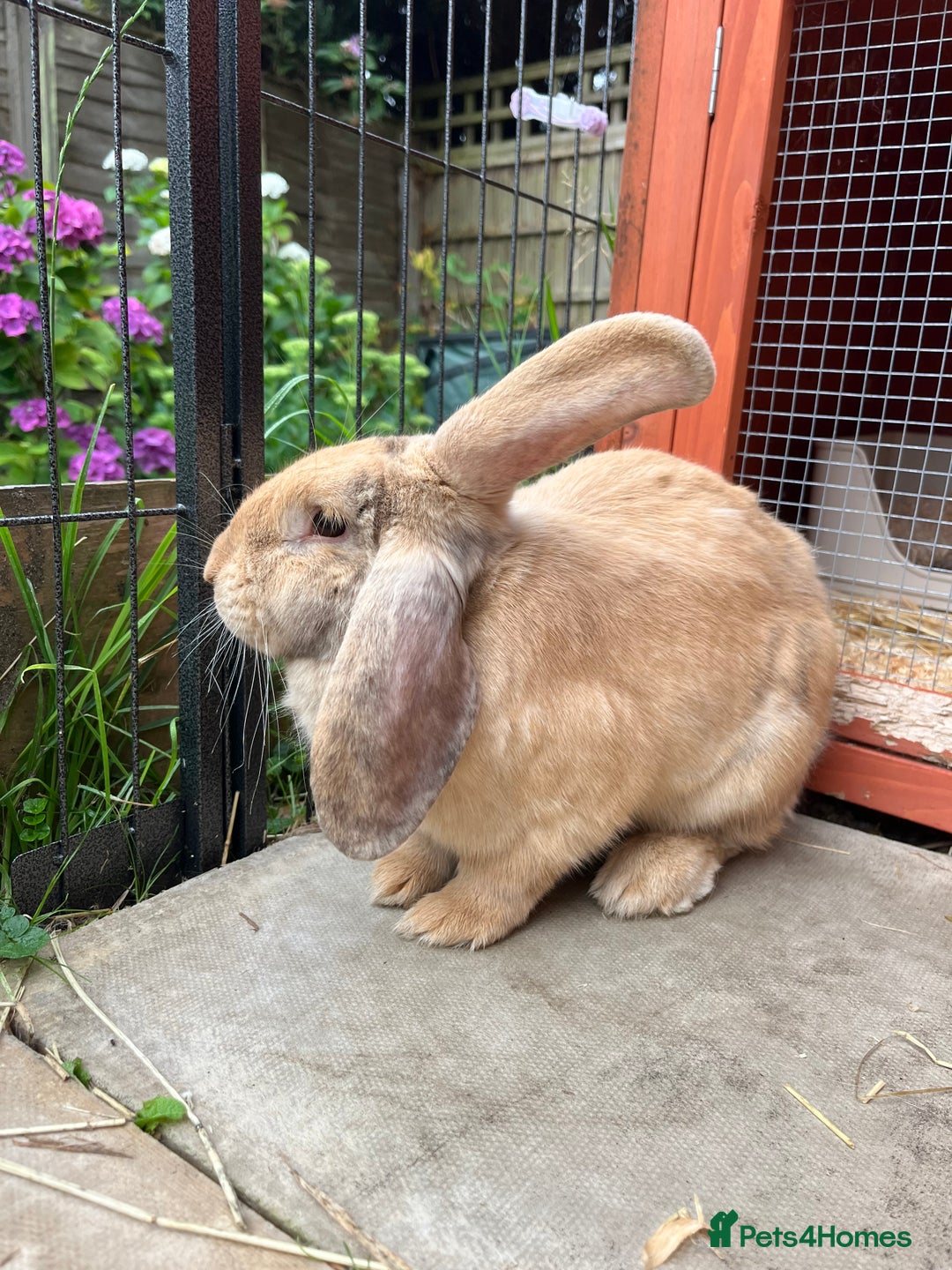 English Lop rabbits for sale: Flopsy English Lop, hutch and toys! - Image 3