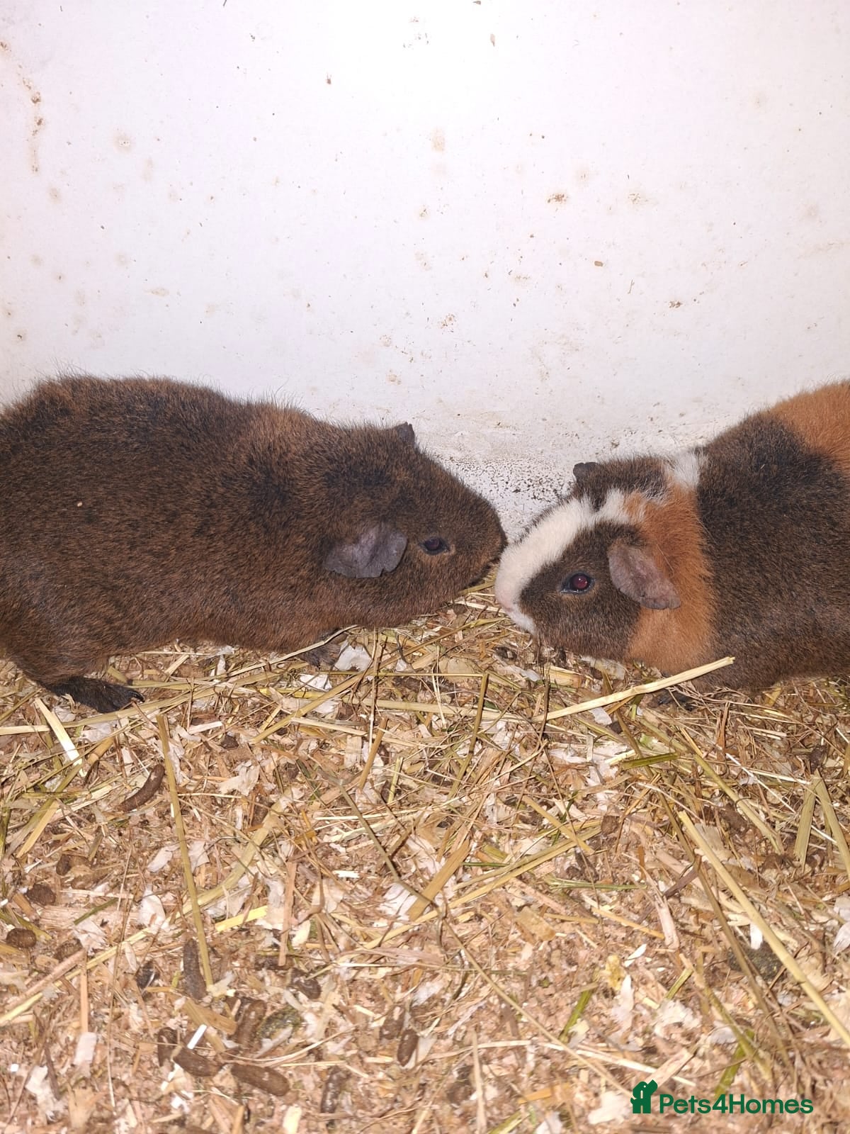 Guinea Pig rodents guniea pigs - Advert 7