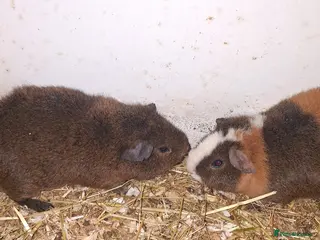 Guinea Pig rodents guniea pigs - Advert 2