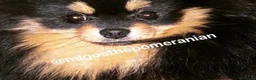 Pomeranian dogs for stud: Well Proven Stunning Black and Tan Pomeranian Stud in Ebbw Vale - Advert 18