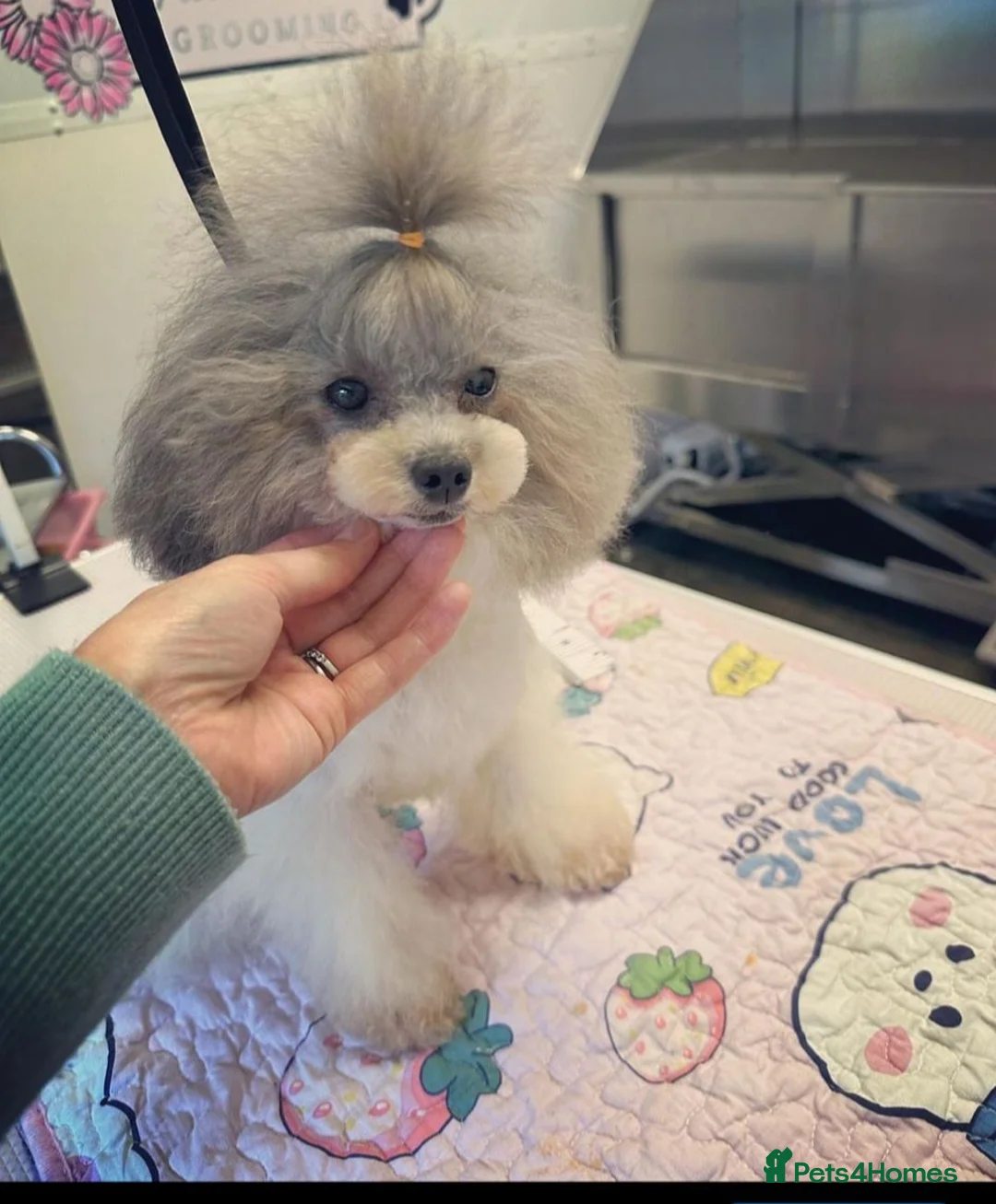 Mixed Breed dogs for sale: Chorkiepoo asian toy poodle type  - Advert 3