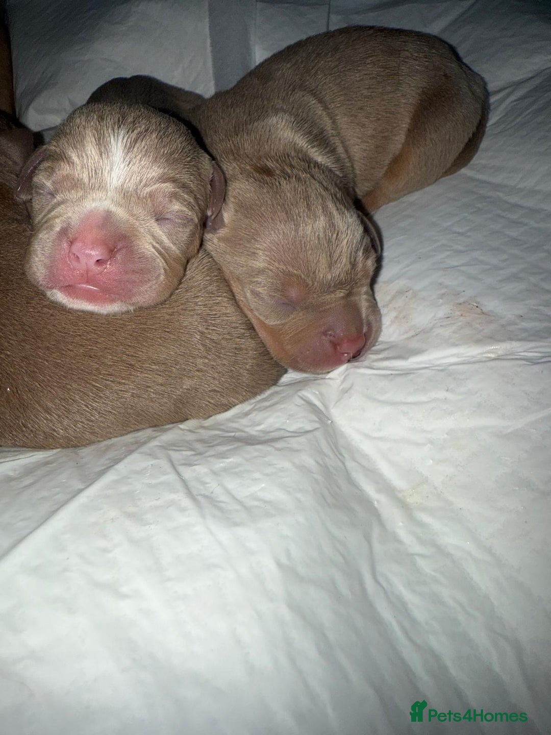 American Bully dogs for sale: Pocket bully pups - Advert 4
