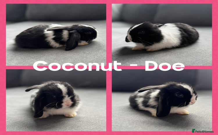 Mini Lop rabbits - Advert 15