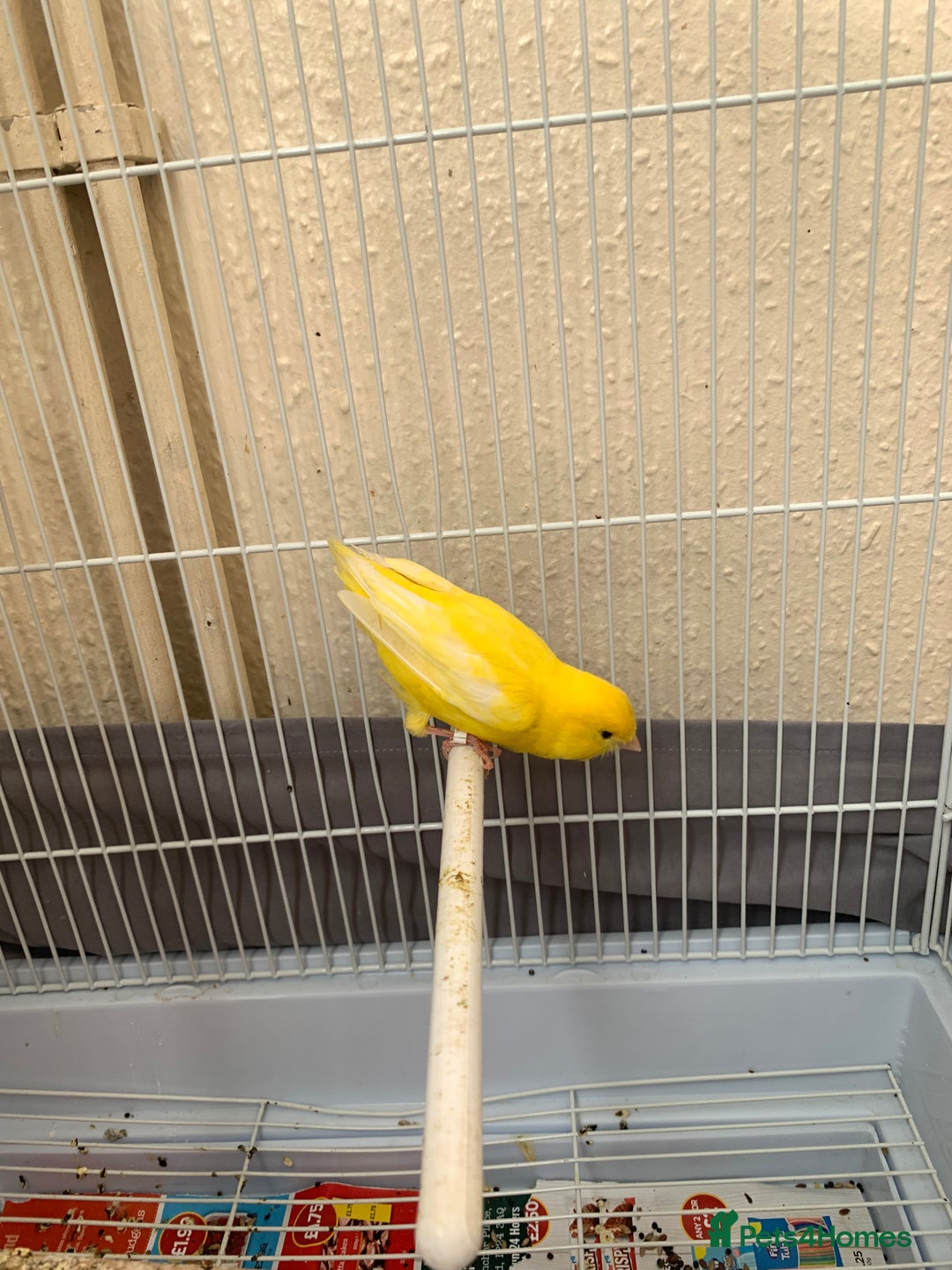 Canaries birds for sale: Canaries  - Image 4