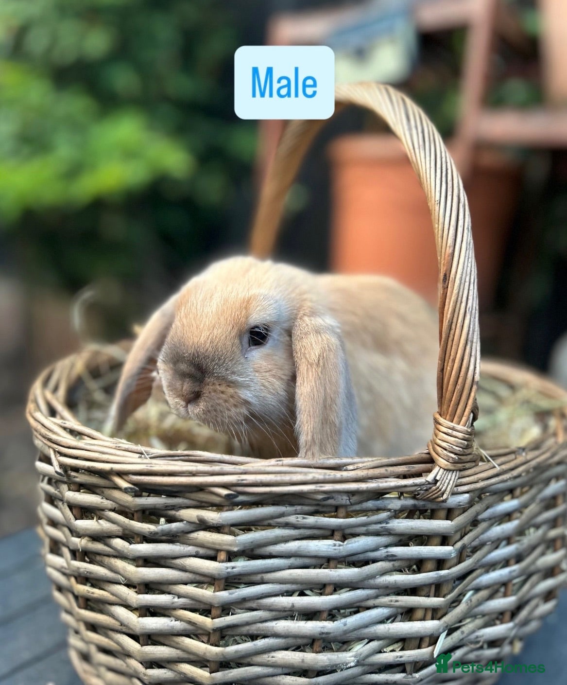 Mini Lop rabbits Mini Lop Baby Rabbits (Ready To Leave Now) - Advert 1