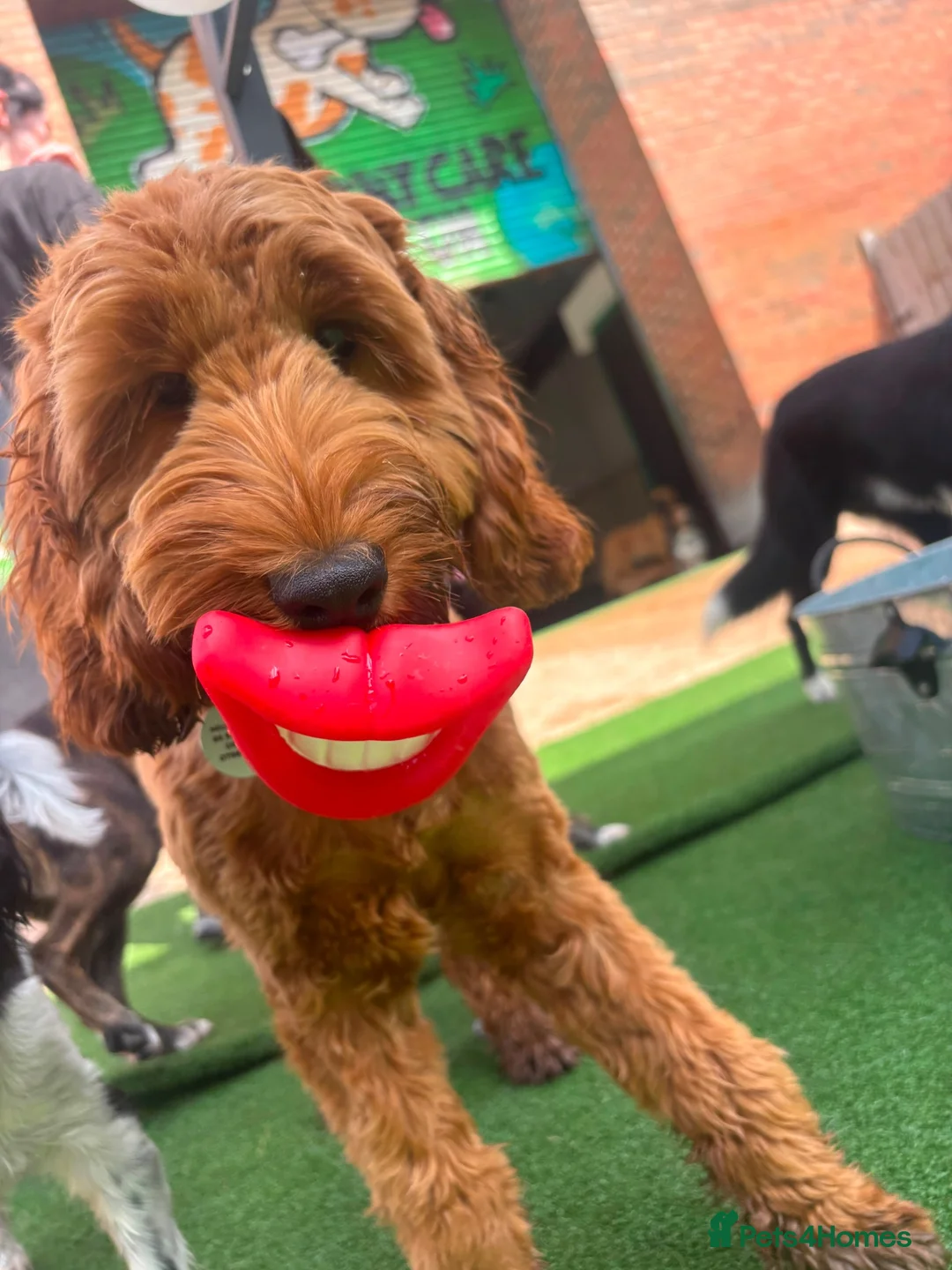 Cavapoo dogs for sale: Max - - Advert 2
