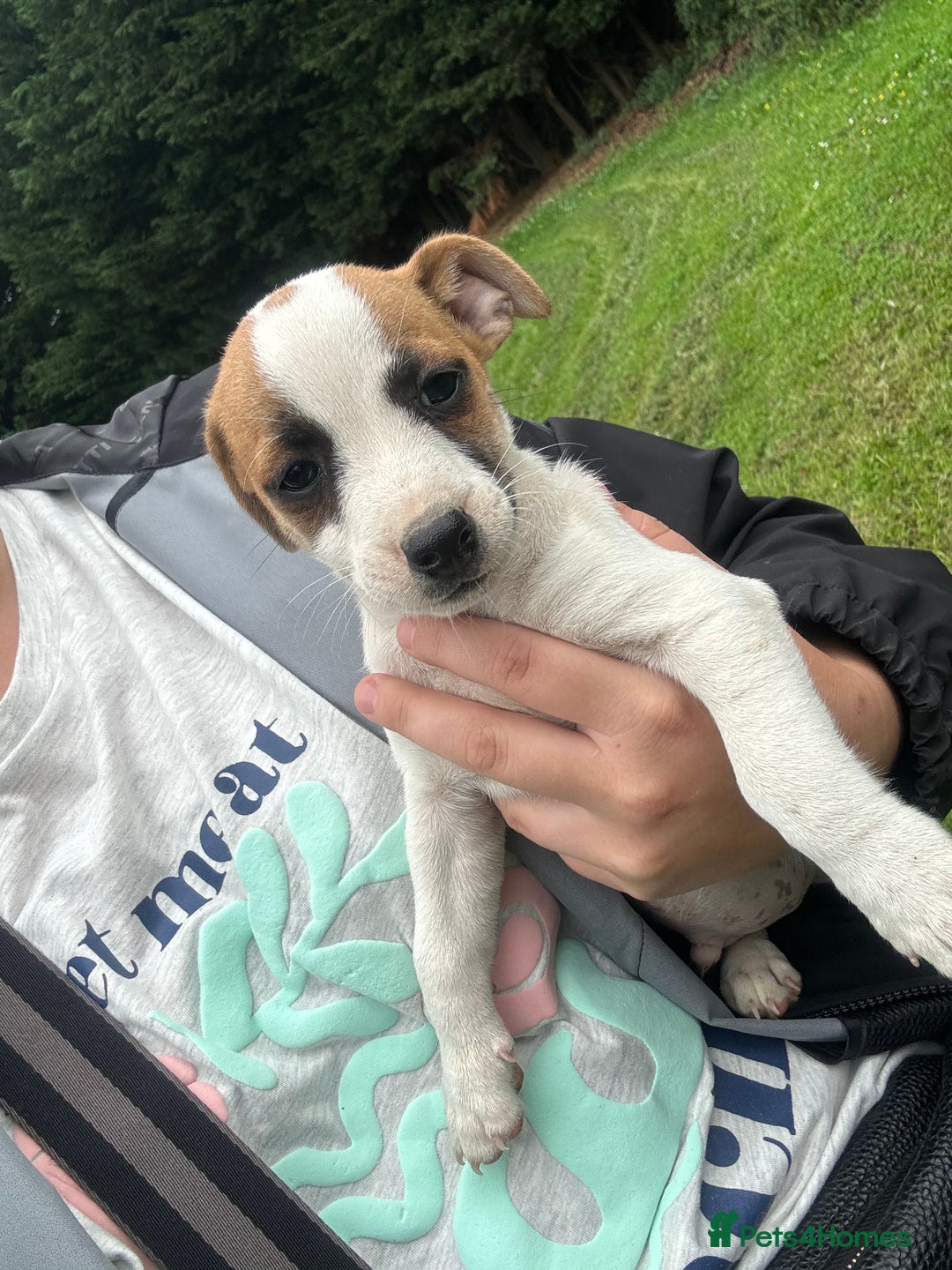 Jack Russell dogs for sale: 7 stunning jack russells for sale - Image 2