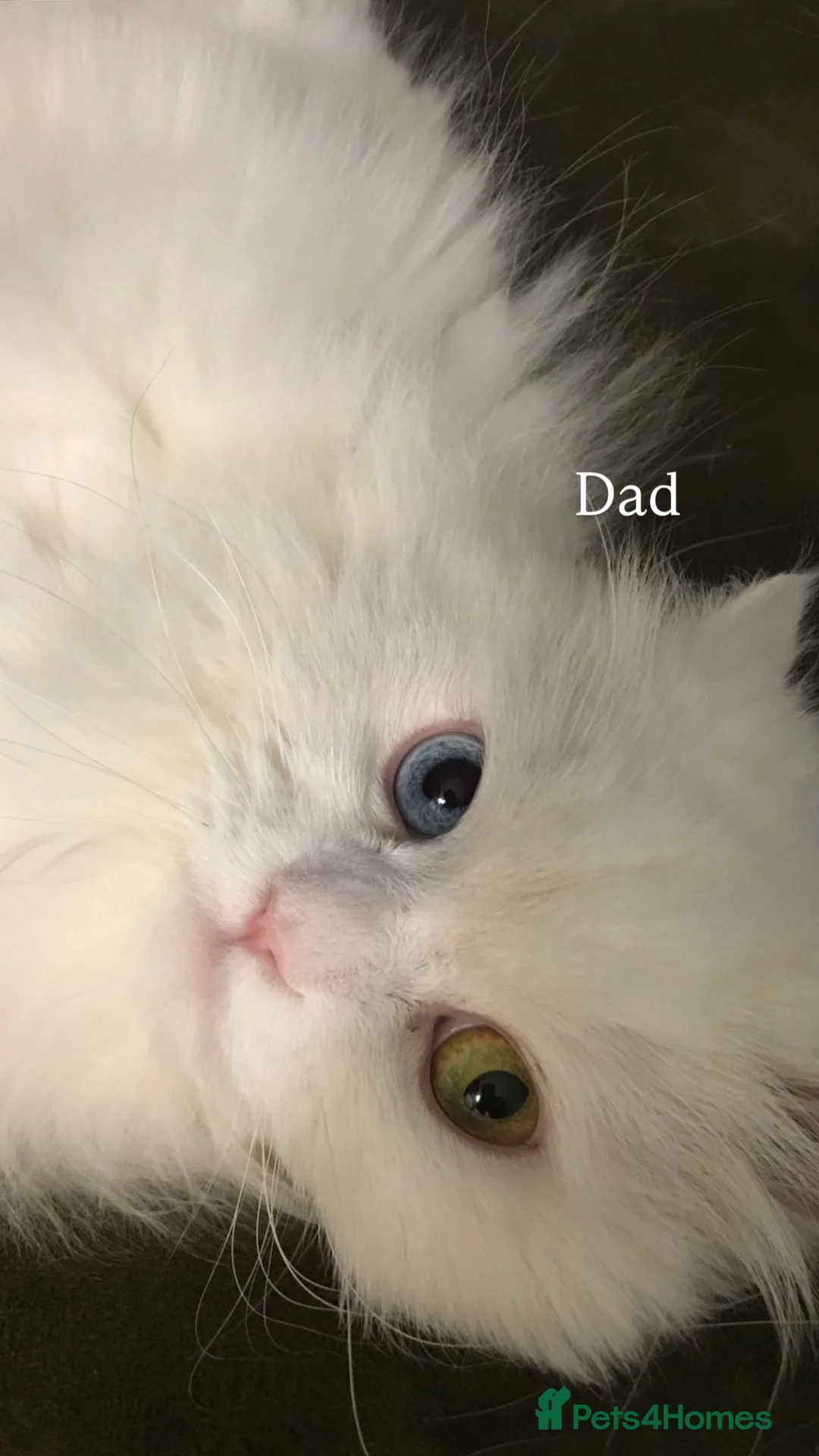 Persian cats for sale: Beautiful Persian Kittens white girls boy - Advert 9