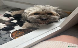 Mixed Breed dogs for sale: 6 beautiful Shihpoo + cotton de Tulear puppies - Image 3