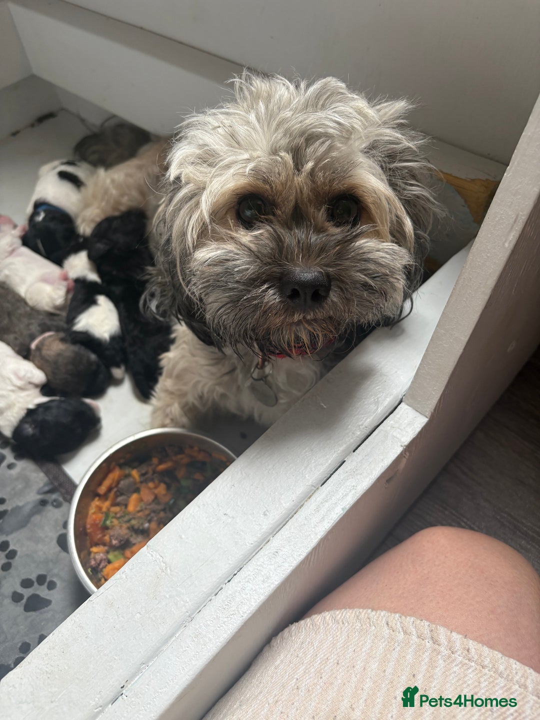 Mixed Breed dogs for sale: 6 beautiful Shihpoo + cotton de Tulear puppies - Image 3