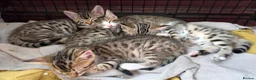 Bengal cats for sale: Beautiful Bengal cross kittens  - Advert 15