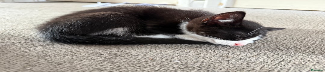 Domestic Shorthair Kitten 1