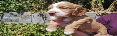 Cocker Spaniel 3
